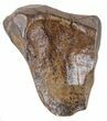 Leptoceratops Tooth - Montana #58489-1
